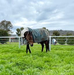 Picture of the author